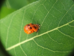 Harmonia axyridis