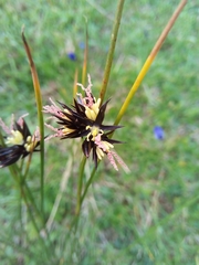 Juncus jacquinii
