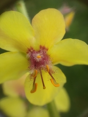 Verbascum blattaria