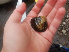 Corbicula fluminalis