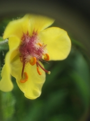 Verbascum blattaria