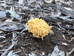 Ramaria capitata ochraceosalmonicolor