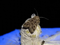 Sideridis reticulata