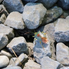 Acanthosoma denticaudum