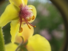 Verbascum blattaria