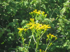 Senecio aronicoides