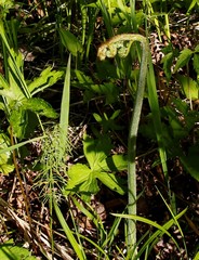 Pteridium latiusculum japonicum
