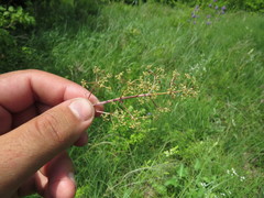 Trinia multicaulis