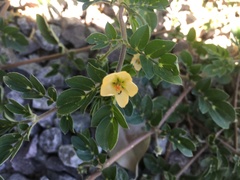 Kallstroemia rosei
