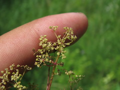 Trinia multicaulis
