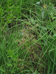 Trinia multicaulis