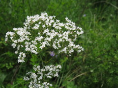 Valeriana rossica