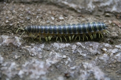 Riukiaria semicircularis semicircularis