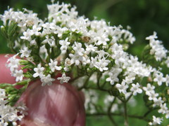 Valeriana rossica