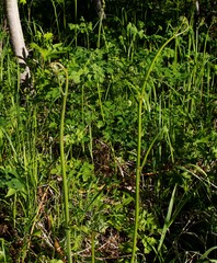Pteridium latiusculum japonicum