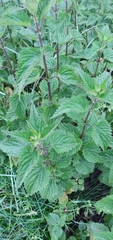 Urtica dioica