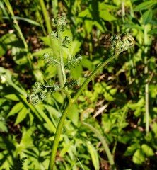 Pteridium latiusculum japonicum