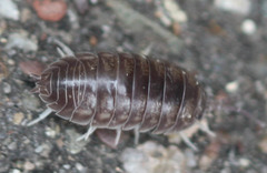 Cylisticus convexus