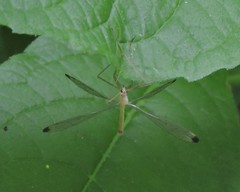 Hylobittacus apicalis