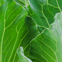 Brassica oleracea capitata