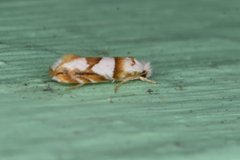 Pompostolella charipepla