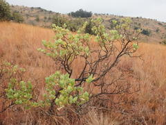Lopholaena coriifolia