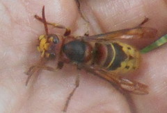 Vespa crabro germana
