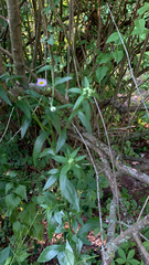 Lithospermum officinale
