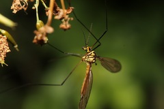 Nephrotoma flavescens