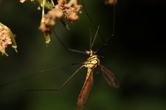 Nephrotoma flavescens