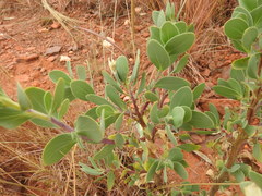 Lopholaena coriifolia