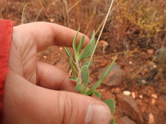 Lopholaena coriifolia