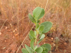 Lopholaena coriifolia