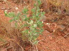 Lopholaena coriifolia