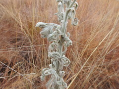 Nidorella hottentotica