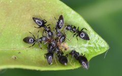 Technomyrmex difficilis