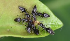 Technomyrmex difficilis