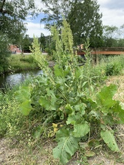 Rumex confertus