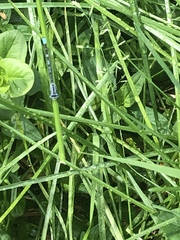 Enallagma cyathigerum