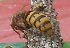 Vespa crabro germana