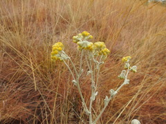 Nidorella hottentotica