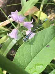 Enallagma cyathigerum