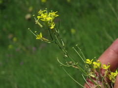 Erysimum canescens