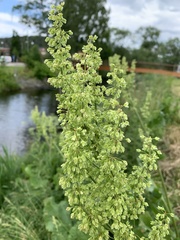 Rumex confertus