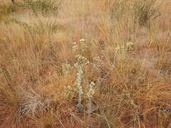 Nidorella hottentotica