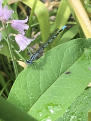 Enallagma cyathigerum