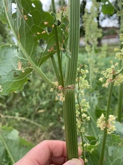 Rumex confertus