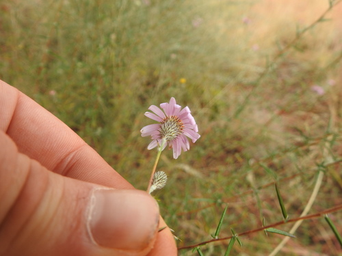 Image of Athrixia elata by (c) Matthew Fainman, some rights reserved (CC BY)