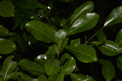 Acronychia oblongifolia