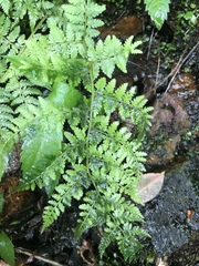 Cystopteris bulbifera